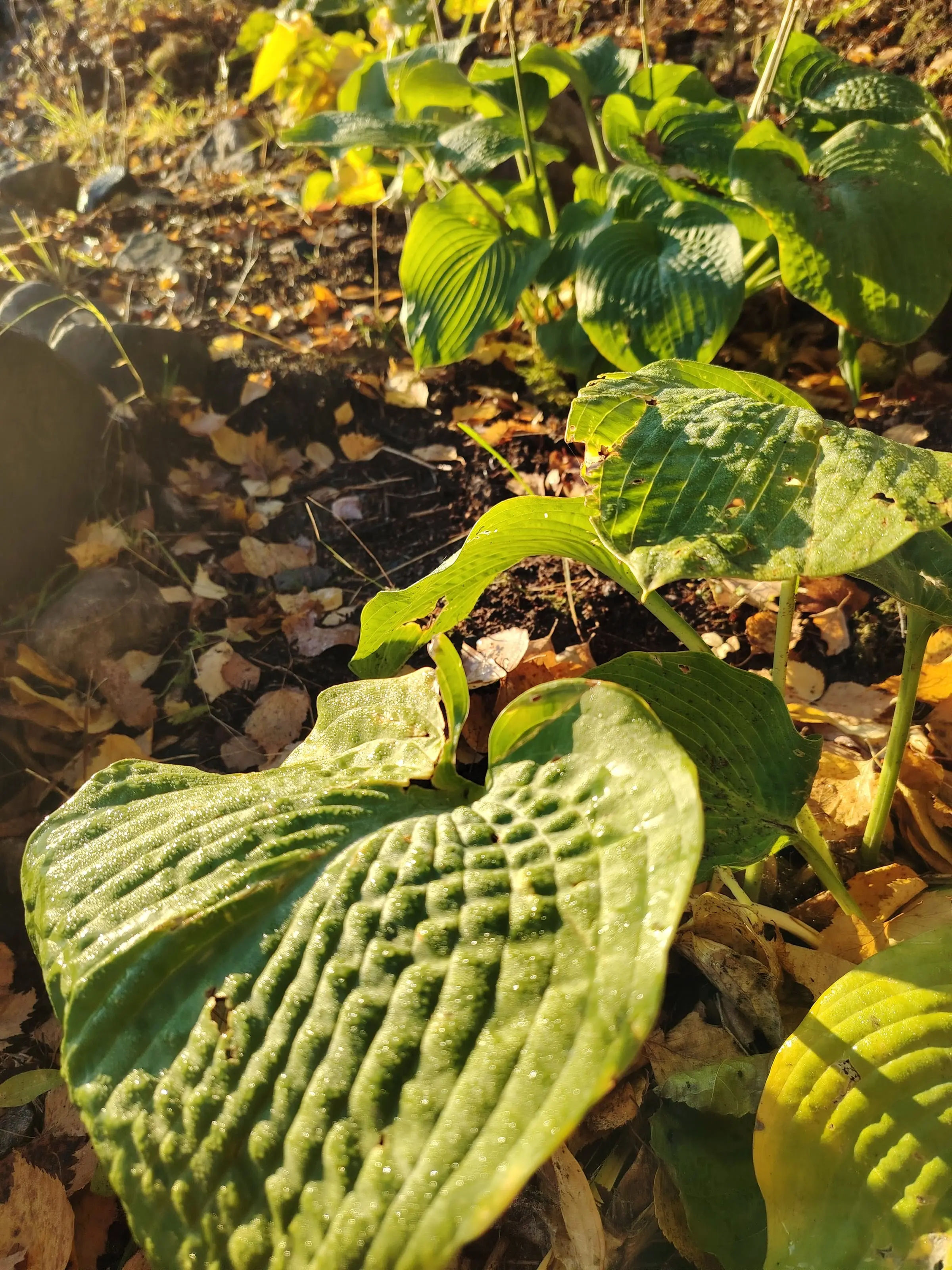 Large hosta leaves among fallen autumn leaves in the morning sun.