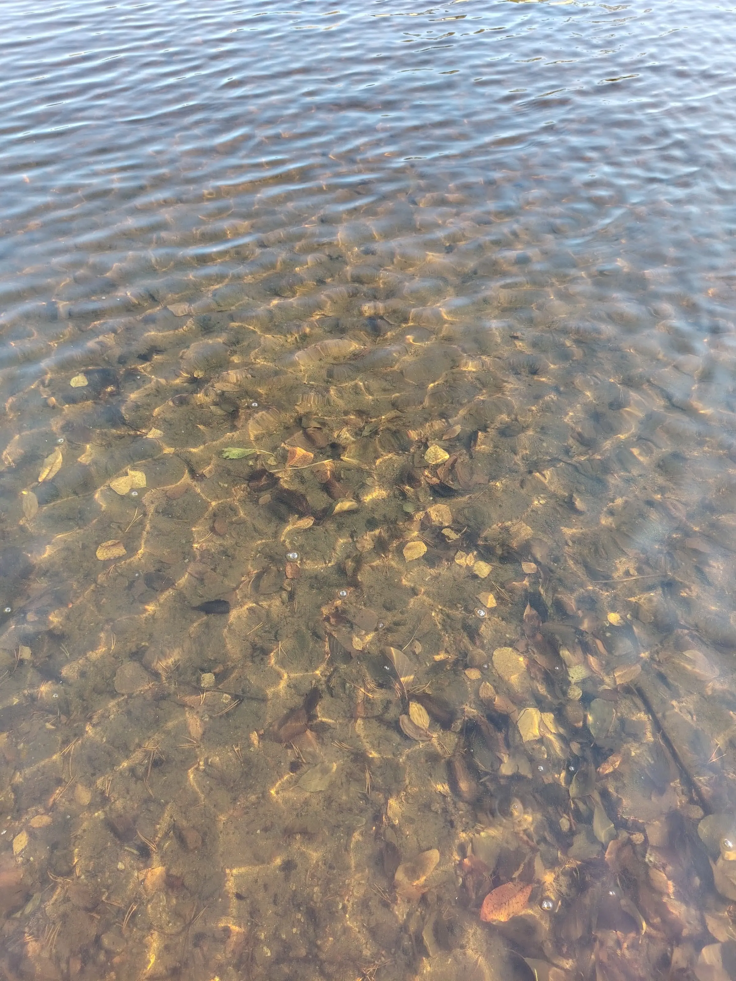 Clear, shallow lake water over a sandy bottom scattered with fallen leaves.